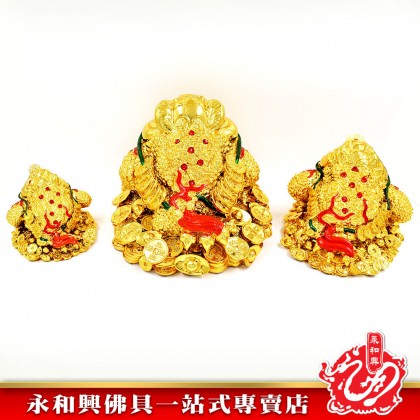 殿金蟾蜍- Temple Golden Toad