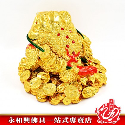 殿金蟾蜍- Temple Golden Toad
